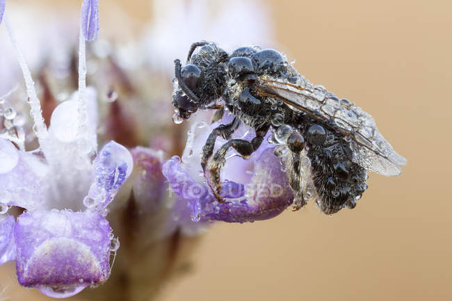Primo piano dell'ape Lasioglossum che dorme sul fiore selvatico lilla . — Foto stock
