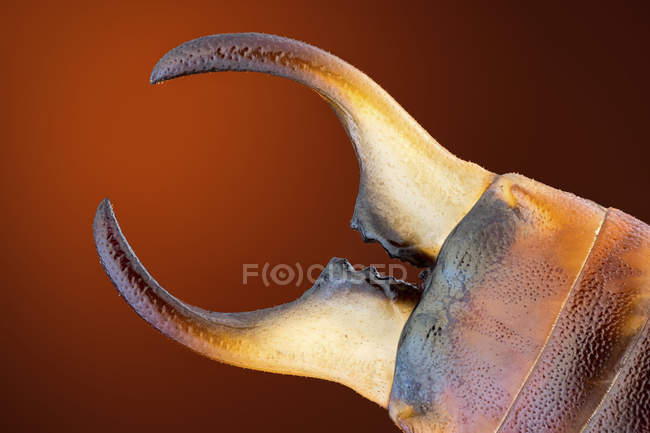 Detailed close-up of earwig bug pincers, nature macrophotography. — Stock Photo