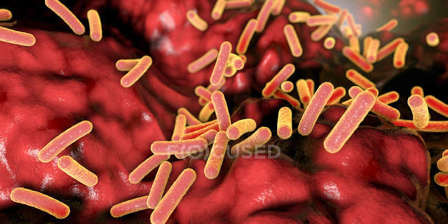 Faecalibacterium prausnitzii batteri nell'intestino umano, illustrazione digitale . — Foto stock