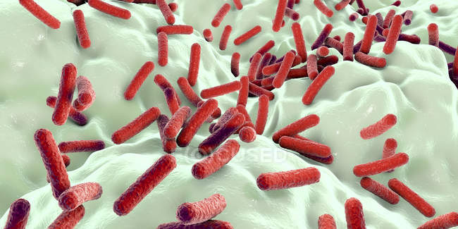 Faecalibacterium prausnitzii bacteria en el intestino humano, ilustración digital
. - foto de stock