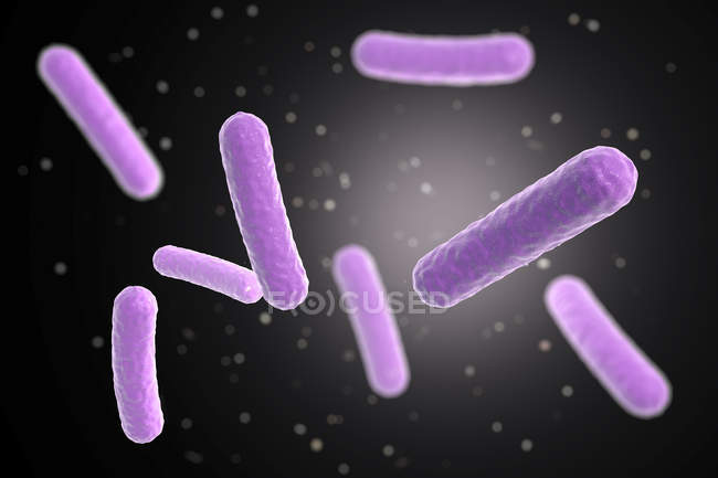 Faecalibacterium prausnitzii bactérias, ilustração digital . — Fotografia de Stock