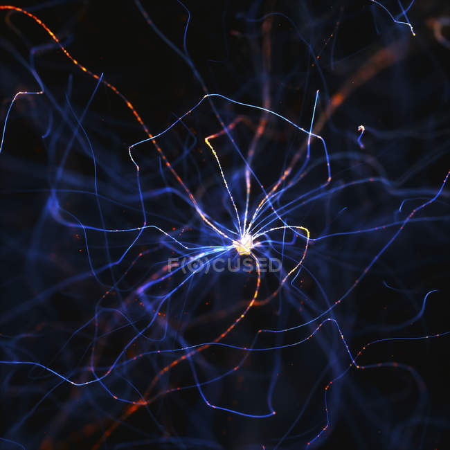 Celda nerviosa con conexiones, ilustración digital
. - foto de stock