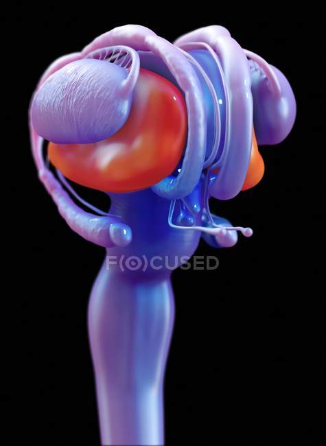 Thalamus des menschlichen Gehirns, medizinische digitale Illustration. — Stockfoto
