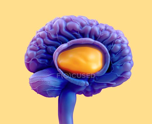 Tálamo cerebral humano, ilustração digital médica . — Fotografia de Stock