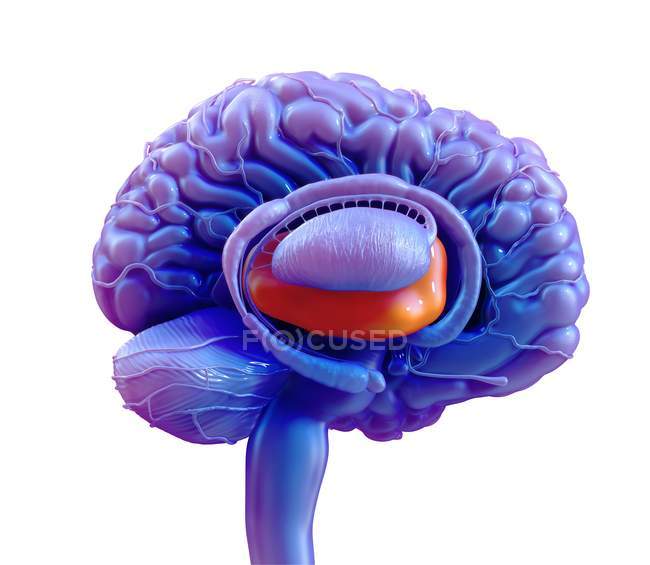 Таламус мозку людини, медична цифрова ілюстрація . — стокове фото