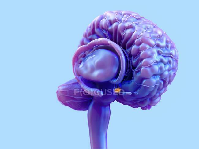 Ghiandola pituitaria del cervello umano, illustrazione digitale
. — Foto stock