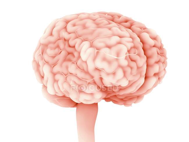 Людський мозок на білому фоні, цифрова ілюстрація. — стокове фото
