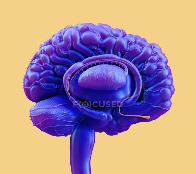 Human brain olfactory bulb, digital illustration. — Stock Photo