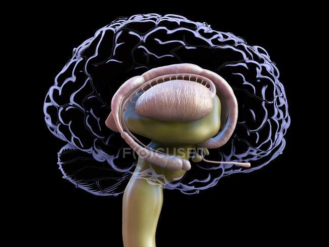 Anatomie des menschlichen Gehirns, detaillierte digitale Illustration. — Stockfoto