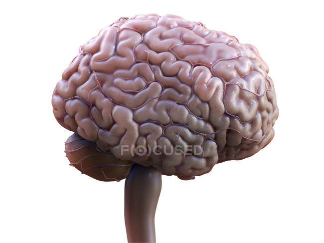 Мозг человека на белом фоне, цифровая иллюстрация
. — стоковое фото