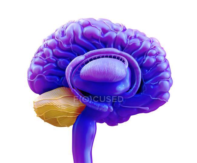 Human brain cerebellum, digital illustration. — Stock Photo