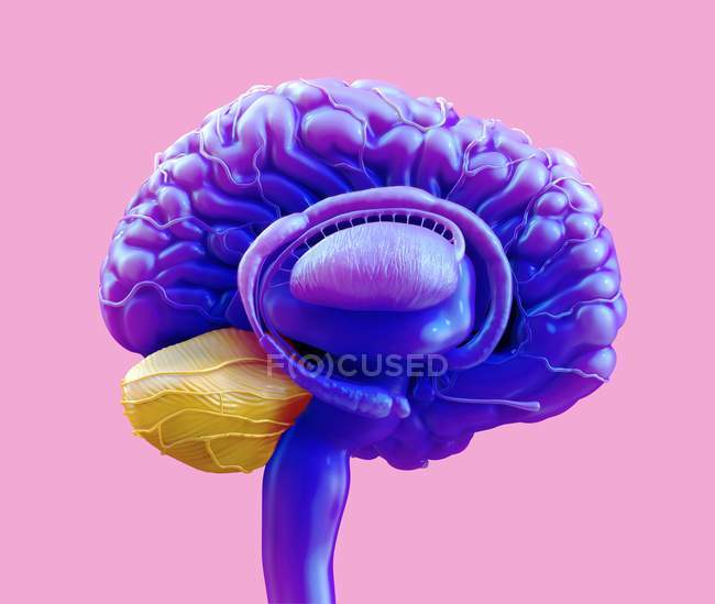 Cerebro humano cerebelo, ilustración digital . - foto de stock