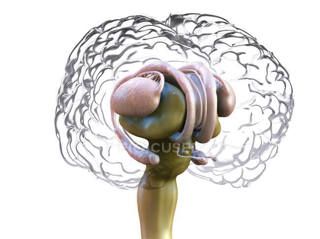 Детальная анатомия мозга человека, цветная цифровая иллюстрация . — стоковое фото
