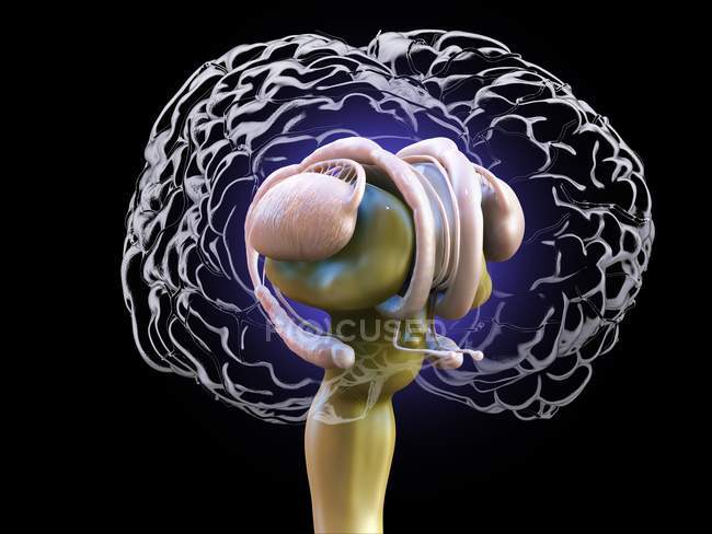 Детальная анатомия мозга человека, цветная цифровая иллюстрация . — стоковое фото