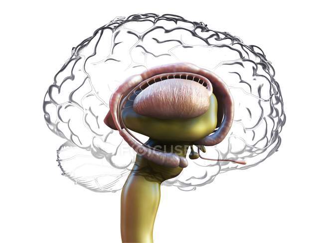 Detailed human brain anatomy, colored digital illustration. — Stock Photo