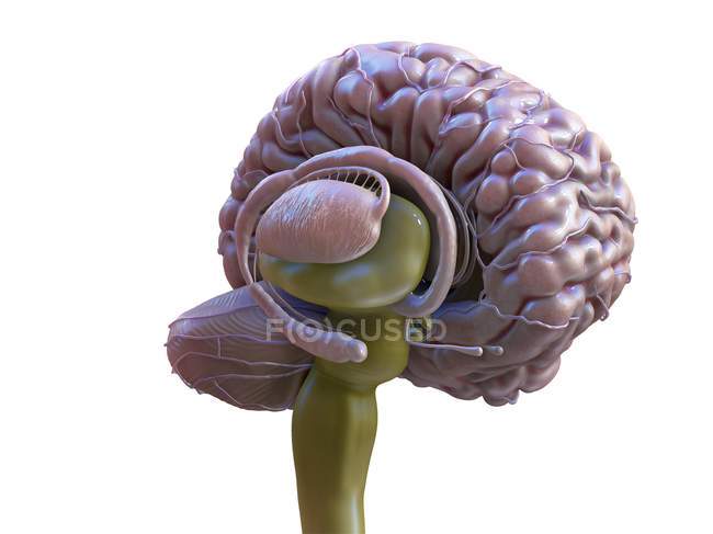 Anatomía cerebral humana detallada, ilustración digital coloreada
. - foto de stock