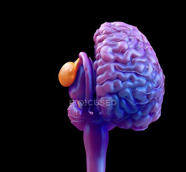 Ganglions basaux colorés du cerveau humain, illustration numérique
. — Photo de stock