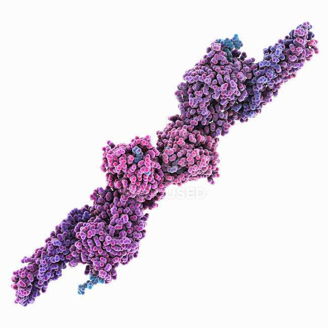 Молекулярна модель білкової фібрини, прив'язаної до пептидів . — стокове фото