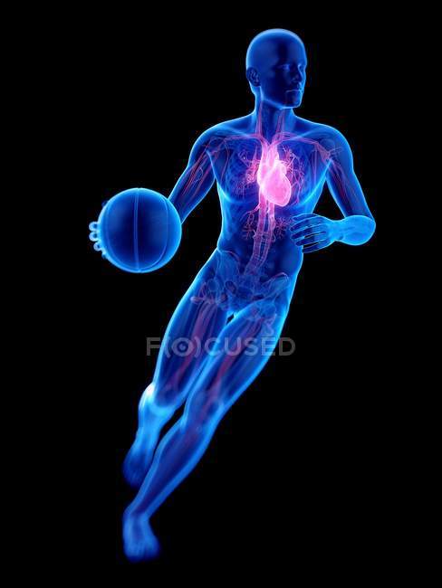 Male silhouette with visible heart playing basketball, anatomical illustration. — Stock Photo