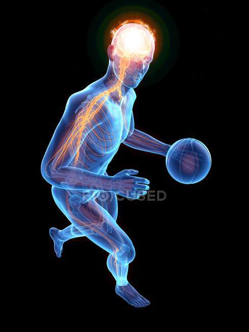 Silhouette humaine jouant au basket avec le système nerveux visible, illustration numérique . — Photo de stock