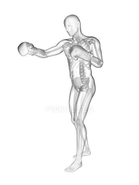 Boxer struttura scheletrica, illustrazione digitale . — Foto stock