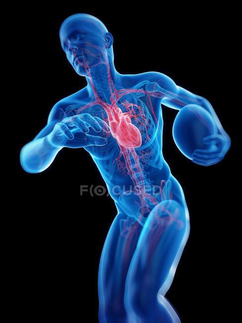 Silueta de jugador de rugby con corazón visible, ilustración anatómica . - foto de stock