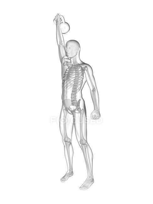 Human silhouette lifting kettle bell with visible skeletal system, digital illustration. — Stock Photo