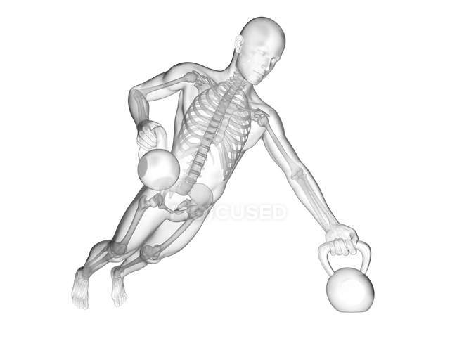 Human silhouette lifting kettle bells with visible skeletal system, digital illustration. — Stock Photo