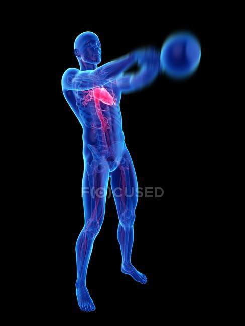 Silhueta masculina com coração visível balançando chaleira sino, ilustração anatômica
. — Fotografia de Stock