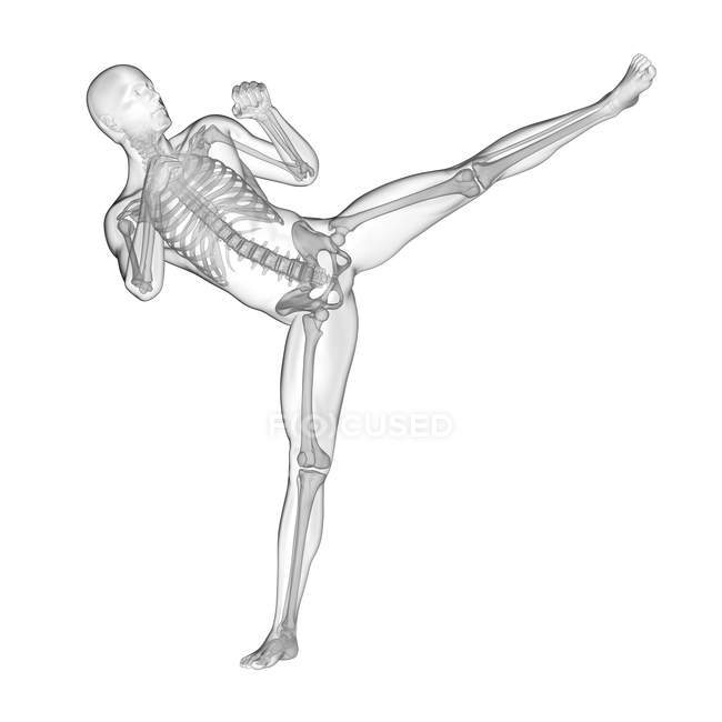 Human silhouette kickboxing with visible skeletal system, digital illustration. — Stock Photo