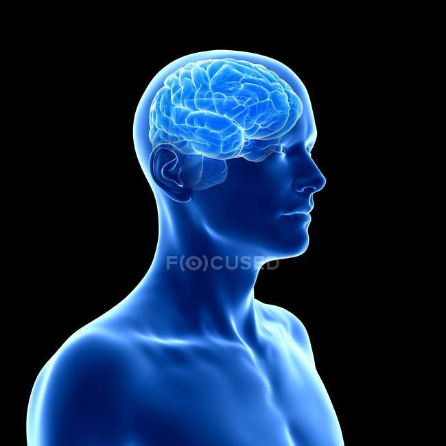 Silhouette umana blu con cervello visibile su sfondo nero, illustrazione digitale
. — Foto stock
