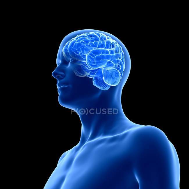 Silhouette umana blu con cervello visibile su sfondo nero, illustrazione digitale
. — Foto stock