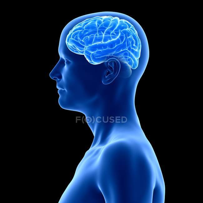 Silhouette humaine bleue avec cerveau visible sur fond noir, illustration numérique
. — Photo de stock