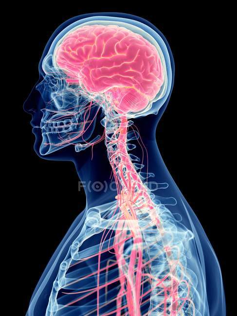 Cerebro humano y sistema nervioso sobre fondo negro, ilustración digital
. - foto de stock