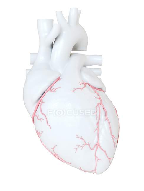Corazón humano con arterias coronarias, ilustración digital
. - foto de stock