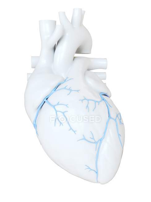 Corazón humano con venas coronarias, ilustración digital
. - foto de stock
