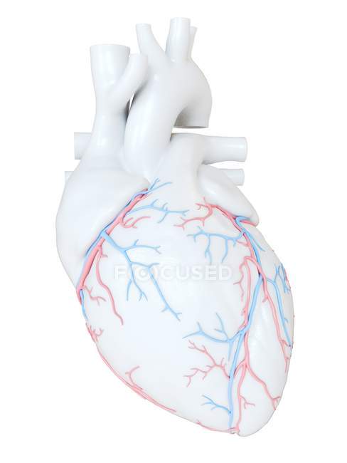 Corazón humano con vasos sanguíneos coronarios, ilustración digital
. - foto de stock