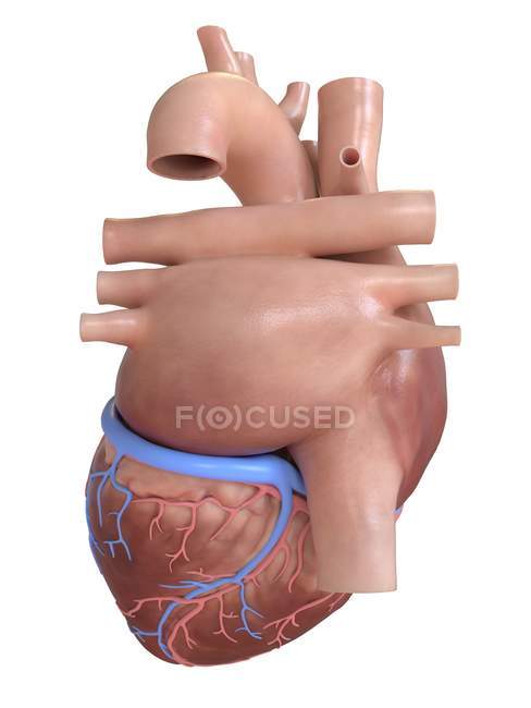 Menschliches Herz in Rückansicht, digitale Illustration. — Stockfoto