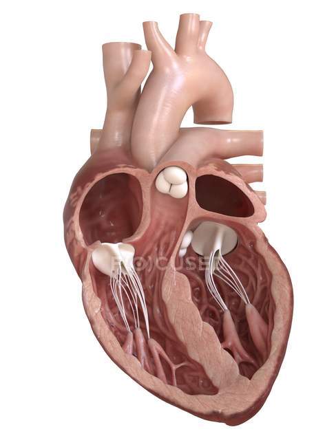 Coeur humain en coupe transversale, illustration numérique . — Photo de stock
