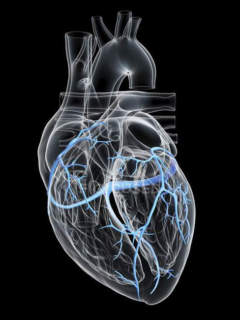 Corazón humano con venas coronarias, ilustración digital
. - foto de stock