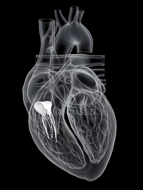 Anatomie des menschlichen Herzens mit Trikuspidalklappe, digitale Illustration. — Stockfoto
