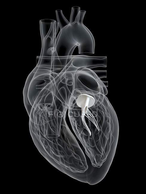 Людська Анатомія серця показує мітрального клапана, цифрова ілюстрація. — стокове фото