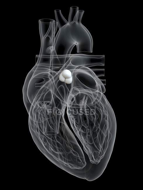Людська Анатомія серця показує легеневий клапан, цифрову ілюстрацію. — стокове фото