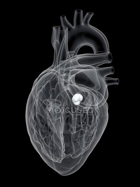 Anatomía del corazón humano que muestra válvula aórtica, ilustración digital
. - foto de stock