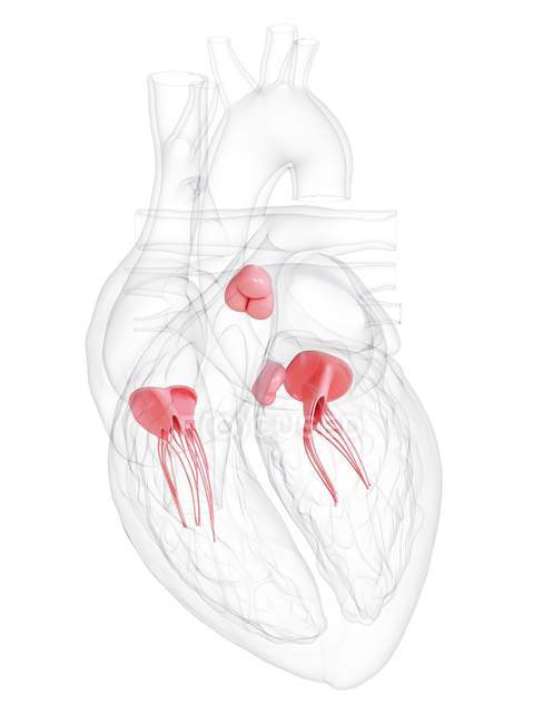 Menschliches Herz mit Klappen, digitale Illustration. — Stockfoto