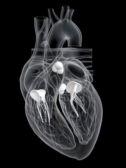 Corazón humano con válvulas, ilustración digital . - foto de stock