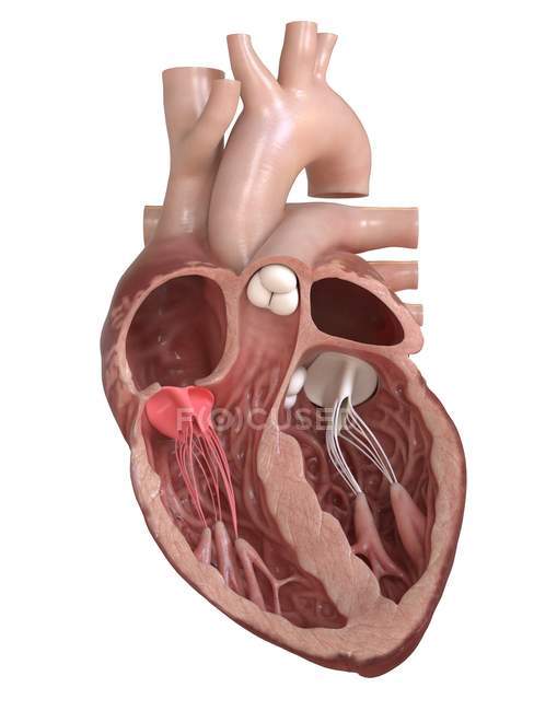 Anatomía del corazón humano que muestra válvula tricúspide, ilustración de sección transversal . - foto de stock