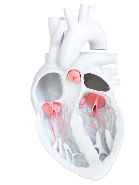 Anatomie cardiaque humaine montrant des valves, illustration de section transversale . — Photo de stock