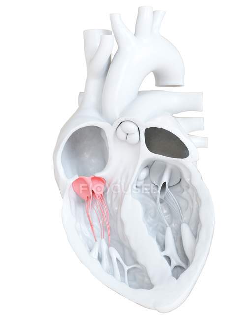 Anatomía del corazón humano que muestra válvula tricúspide, ilustración de sección transversal . - foto de stock