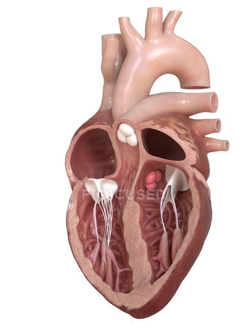 Людська Анатомія серця показані клапани, поперечному розділі ілюстрація. — стокове фото
